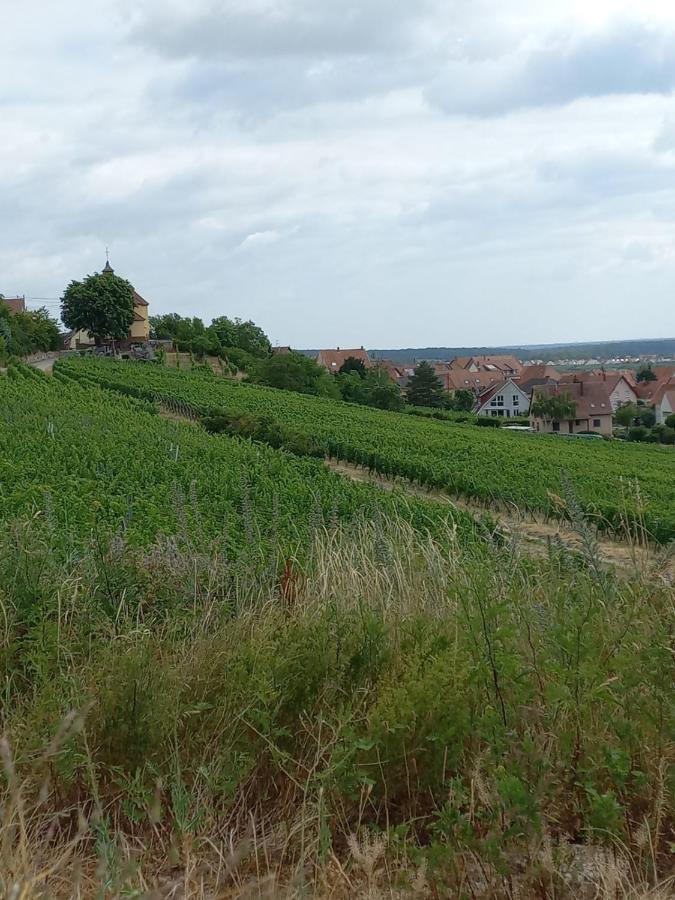 فيلا Gite Au Nid De Cigognes Dieffenthal المظهر الخارجي الصورة