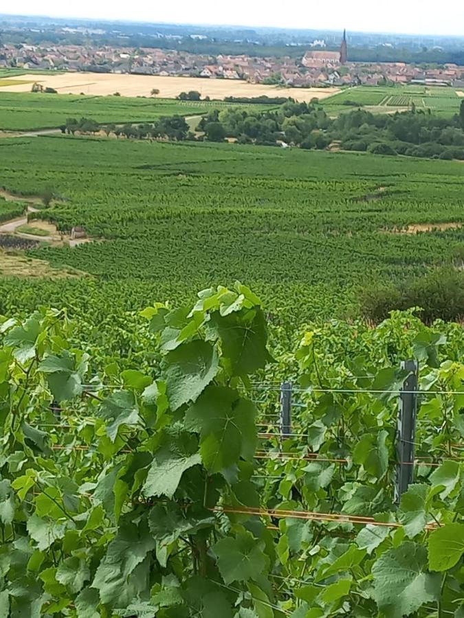 فيلا Gite Au Nid De Cigognes Dieffenthal المظهر الخارجي الصورة